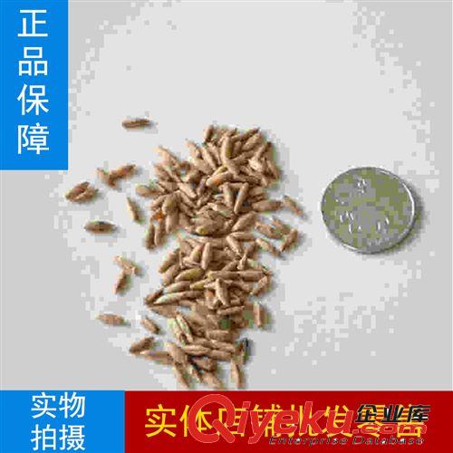 進口牧草種子 臺灣雜交甜象草 又叫雜交狼尾草 美洲狼尾草種子