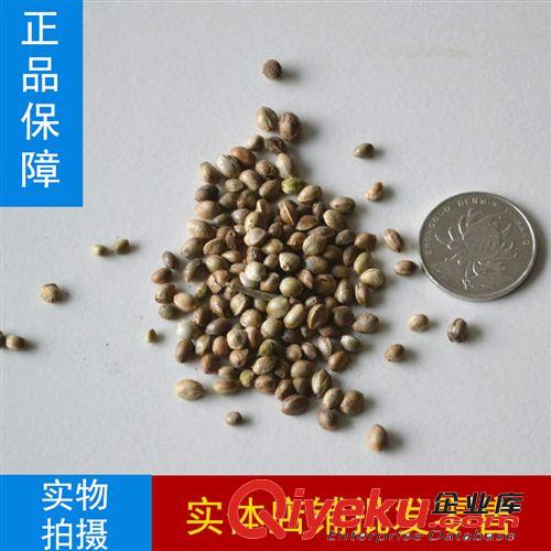 批發(fā)新采花卉種子 二月蘭種子 草本花卉種子 綠化行道苗木樹種子