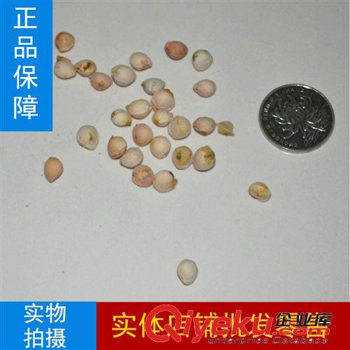 中藥材種子麻子種子漢麻種子巴馬火麻仁種子火麻仁火麻種子線麻子