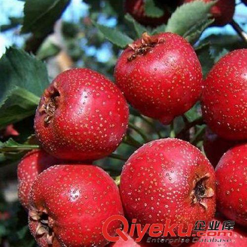 【姜猛苗木】特售果樹苗 山里紅大紅山楂樹苗 各種規(guī)格原始圖片3
