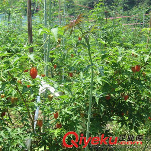 【姜猛苗木】特售果樹苗 山里紅大紅山楂樹苗 各種規(guī)格