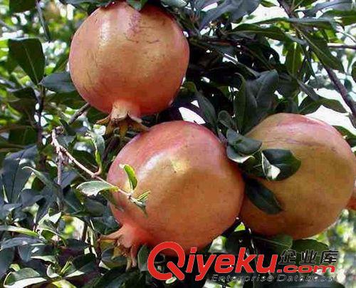 盆栽果樹苗木/石榴樹苗/大果型石榴苗木/巨籽蜜石榴苗當年結果