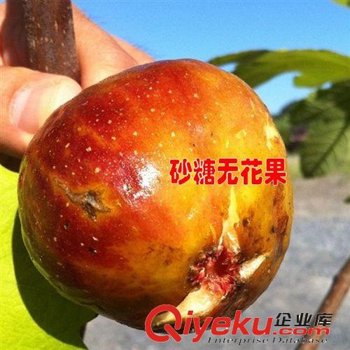 【姜猛苗木】砂糖無花果苗直銷 優質水果樹苗 砂糖無花果樹苗