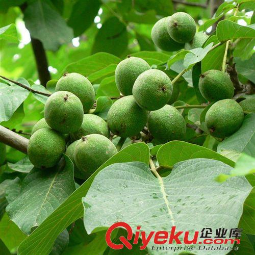 核桃苗批發 果樹苗新品種 核桃樹苗 嫁接核桃樹 薄殼 個大