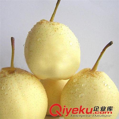 雪花梨苗 直銷果樹苗 優(yōu)質(zhì)嫁接梨樹苗 現(xiàn)貨充足 新品種梨樹 味甜