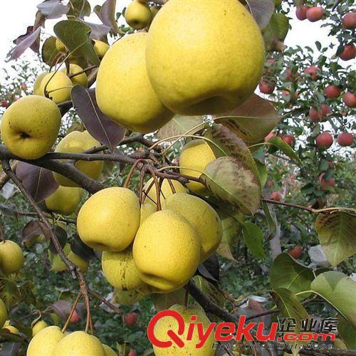 雪花梨苗 直銷果樹苗 優(yōu)質(zhì)嫁接梨樹苗 現(xiàn)貨充足 新品種梨樹 味甜