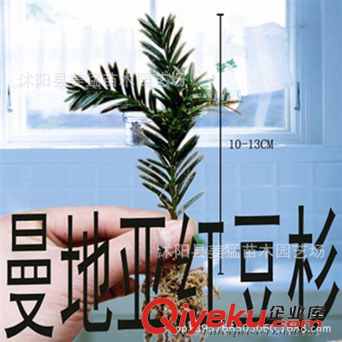 批發紅豆杉苗 矮化曼地亞紅豆杉盆景苗 凈化空氣 ka植物 包品種