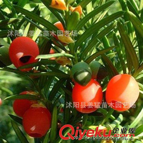 批發紅豆杉苗 矮化曼地亞紅豆杉盆景苗 凈化空氣 ka植物 包品種