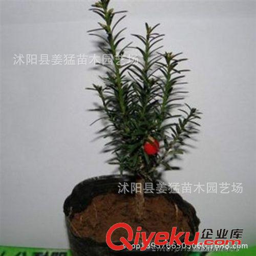 批發紅豆杉苗 矮化曼地亞紅豆杉盆景苗 凈化空氣 ka植物 包品種