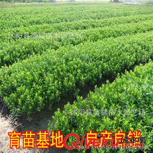 供應芳香花卉 盆栽花卉 綠化苗木 杜鵑花 可盆栽植物 價格優惠