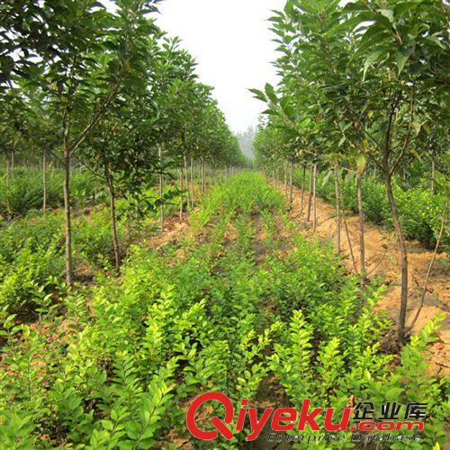 【花大園林】基地直銷 優(yōu)質(zhì)蜀檜 喬灌木綠化工程苗 株高1400cm