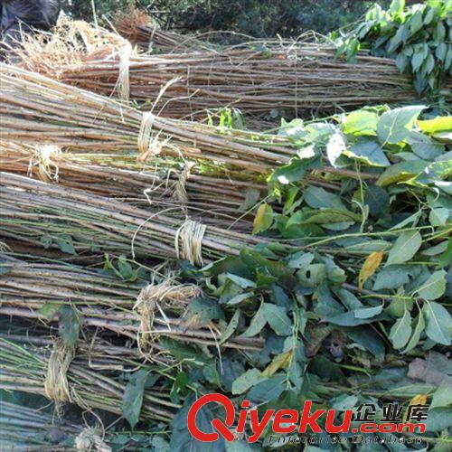 【花大園林】基地直銷 量大優(yōu)惠喬灌木工程苗 優(yōu)質(zhì)櫻花苗地徑4cm原始圖片3