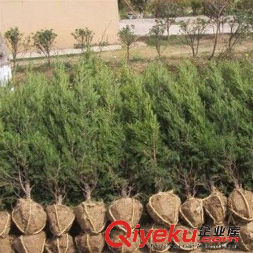【花大園林】基地直銷 優(yōu)質(zhì)蜀檜 喬灌木綠化工程苗 株高1400cm