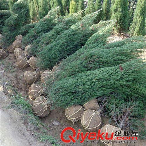 【花大園林】基地直銷 優(yōu)質(zhì)蜀檜 喬灌木綠化工程苗 株高1400cm