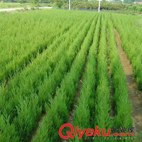 【花大園林】基地直銷 優(yōu)質(zhì)蜀檜 喬灌木綠化工程苗 株高1400cm