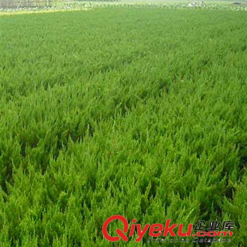 【花大園林】基地直銷(xiāo) 量大優(yōu)惠喬灌木工程苗 優(yōu)質(zhì)櫻花苗 地徑5cm