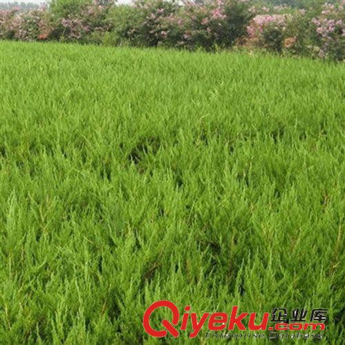 【花大園林】基地直銷 綠化工程苗 喬灌木 龍柏苗 株高60cm原始圖片2