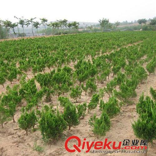 【花大園林】基地直銷 綠化工程苗 喬灌木 龍柏苗 株高60cm原始圖片3