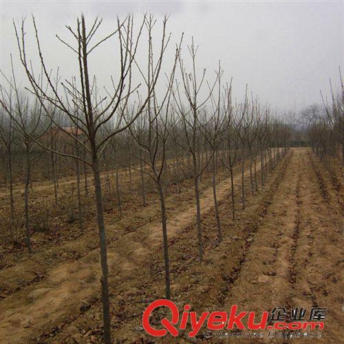 【花大園林】基地直銷 量大優(yōu)惠喬灌木工程苗 優(yōu)質(zhì)櫻花苗 地徑5cm