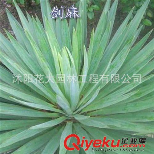 【花大園林】供應劍麻灌木類 小區(qū)綠化 工程綠化 量大優(yōu)惠
