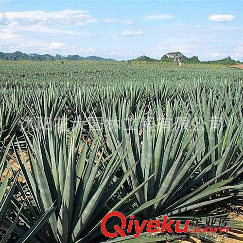 【花大園林】供應劍麻灌木類 小區(qū)綠化 工程綠化 量大優(yōu)惠