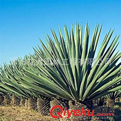 【花大園林】供應劍麻灌木類 小區(qū)綠化 工程綠化 量大優(yōu)惠
