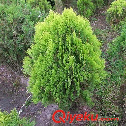 【花大園林】供應日本花柏灌木 工程綠化 量大優(yōu)惠