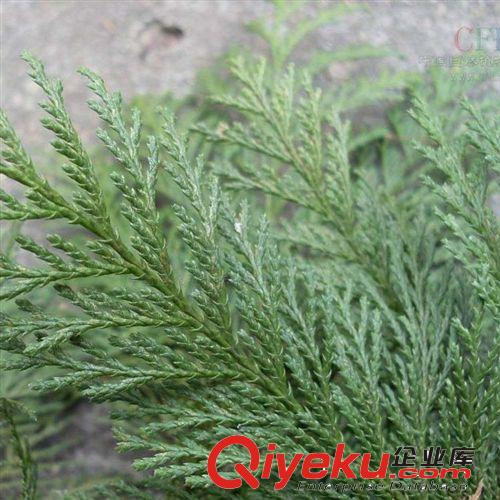 【花大園林】供應日本花柏灌木 工程綠化 量大優(yōu)惠