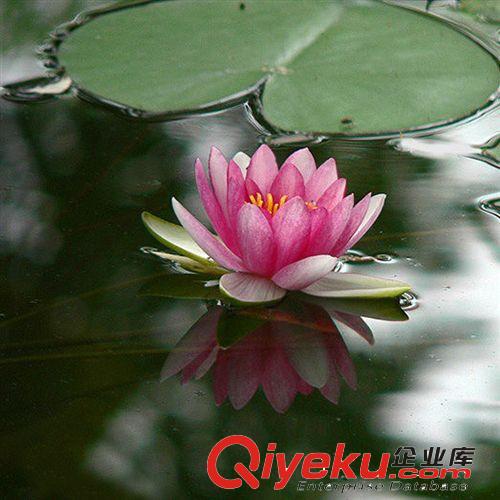 【花大園林】供應各種工程綠化小苗 量大優惠 優質 葡萄苗 玫瑰香