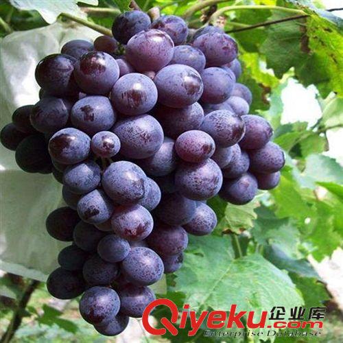 【花大園林】供應(yīng)各種工程綠化苗木 大量批發(fā) 優(yōu)質(zhì) 香椿樹苗