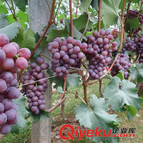 【花大園林】供應各種工程綠化小苗 量大優惠 優質 葡萄苗 玫瑰香原始圖片2