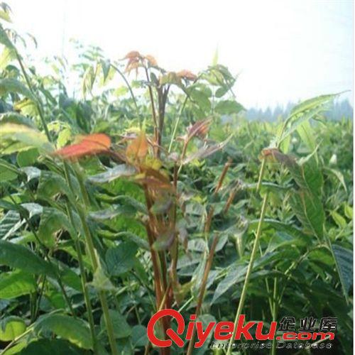 【花大園林】供應(yīng)各種工程綠化苗木 大量批發(fā) 優(yōu)質(zhì) 香椿樹苗原始圖片2