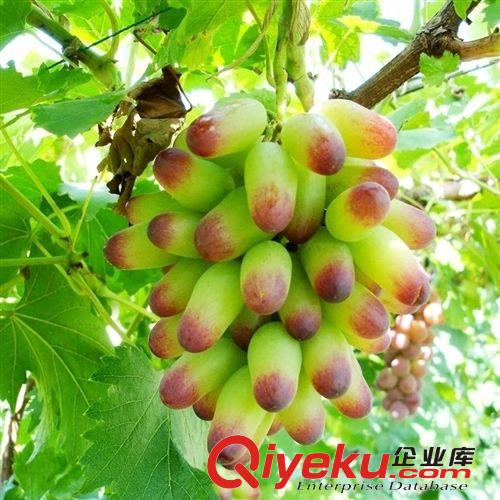 【花大園林】供應各種工程綠化小苗 量大優惠 優質 葡萄苗 美人指
