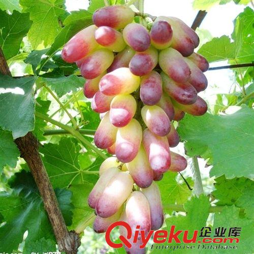 【花大園林】供應各種工程綠化小苗 量大優惠 優質 葡萄苗 美人指原始圖片2