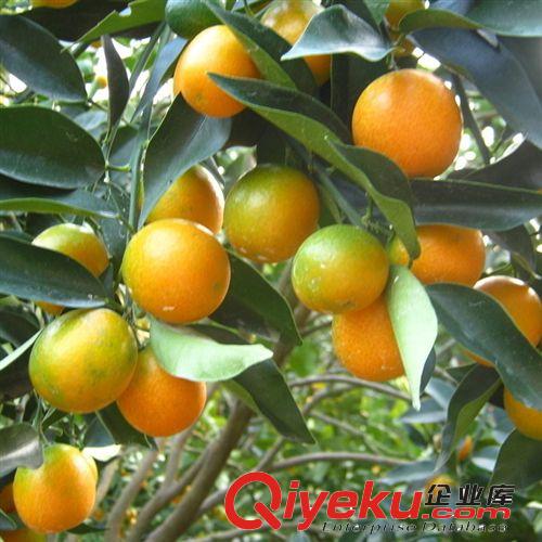【花大園林】板栗苗 栗子苗節(jié)節(jié)紅板栗樹苗 栗子樹苗 易成活
