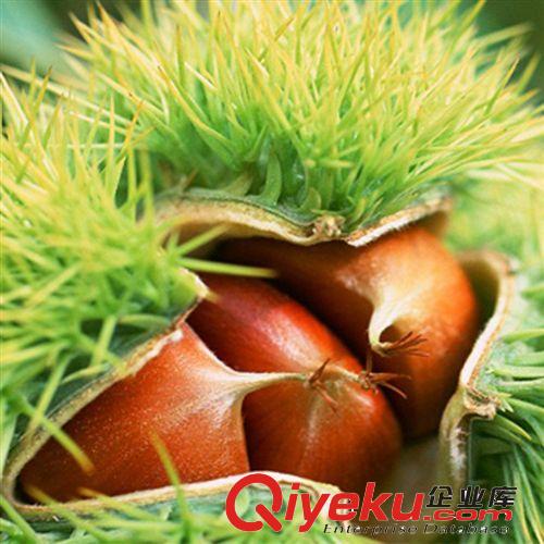 【花大園林】板栗苗 栗子苗節(jié)節(jié)紅板栗樹(shù)苗 栗子樹(shù)苗 易成活