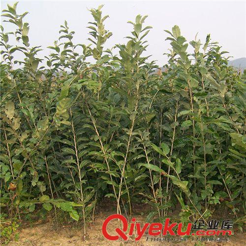 【花大園林】板栗苗 栗子苗節(jié)節(jié)紅板栗樹(shù)苗 栗子樹(shù)苗 易成活