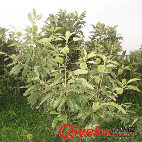 【花大園林】板栗苗 栗子苗節(jié)節(jié)紅板栗樹(shù)苗 栗子樹(shù)苗 易成活