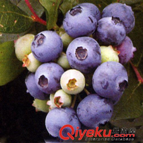 【花大園林】板栗苗 栗子苗節(jié)節(jié)紅板栗樹苗 栗子樹苗 易成活