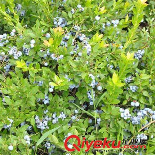 【花大園林】藍莓苗 南高從藍莓品種 奧尼爾藍莓苗 南方品種早熟原始圖片3