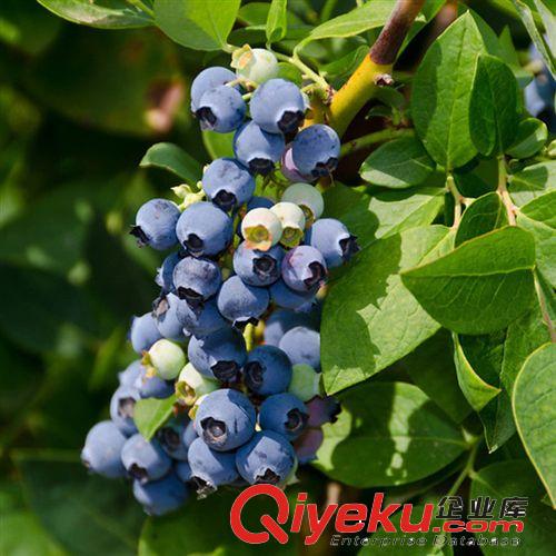 【花大園林】藍莓苗 南高從藍莓品種 奧尼爾藍莓苗 南方品種早熟
