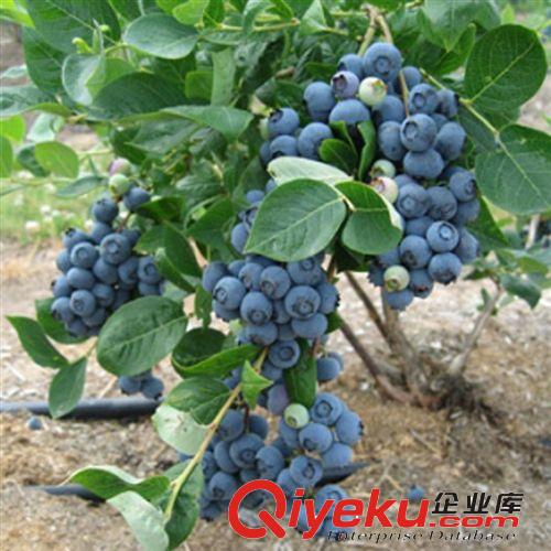 【花大園林】藍莓苗 優(yōu)質(zhì)藍莓苗 兔眼藍莓帶營養(yǎng)缽發(fā)貨 確保成活原始圖片2