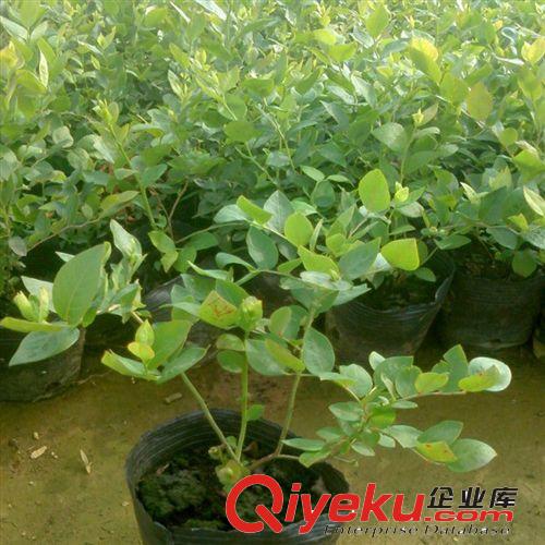 【花大園林】藍莓苗 優(yōu)質(zhì)藍莓苗 兔眼藍莓帶營養(yǎng)缽發(fā)貨 確保成活原始圖片3