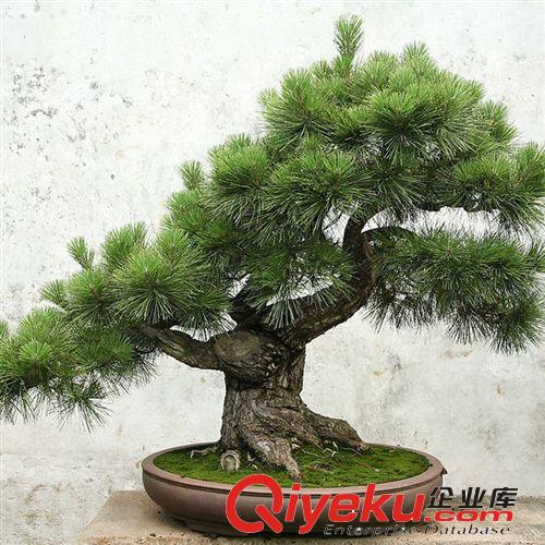 常年大量供應蘇鐵 鐵樹 盆景鐵樹 鐵樹小苗 大苗