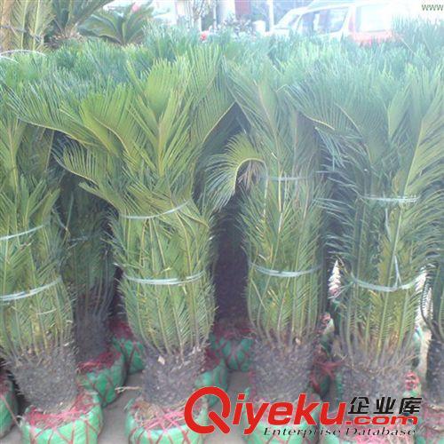 常年大量供應蘇鐵 鐵樹 盆景鐵樹 鐵樹小苗 大苗