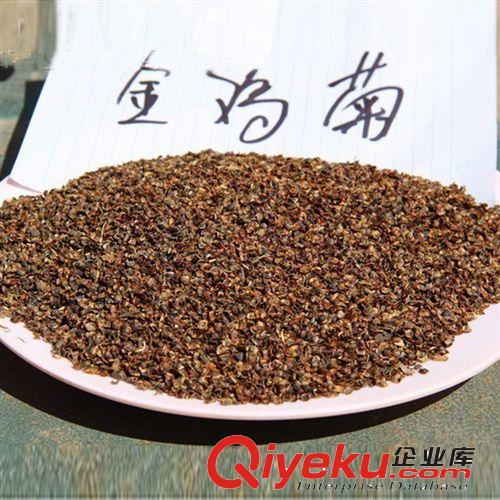 常年大量供應蘇鐵 鐵樹 盆景鐵樹 鐵樹小苗 大苗