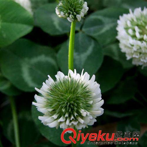苗木基地直銷 供應(yīng)進(jìn)口草坪種子 白三葉種子 地被綠植 批發(fā)零售原始圖片2