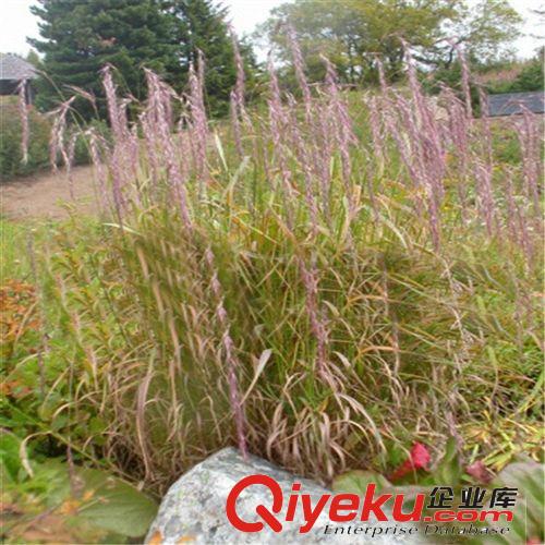 優(yōu)質(zhì)草坪種子披堿草 批發(fā)工程綠化小苗 苗木基地直銷花卉植物種子原始圖片2
