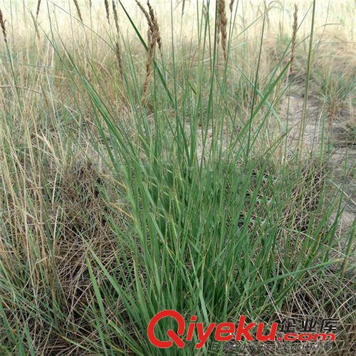 優(yōu)質(zhì)草坪種子披堿草 批發(fā)工程綠化小苗 苗木基地直銷花卉植物種子原始圖片3