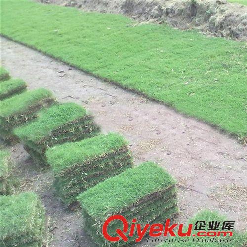 批發(fā)出售牧草草坪種子 苗木基地直銷(xiāo) 優(yōu)質(zhì) 冰草種子 量大優(yōu)惠